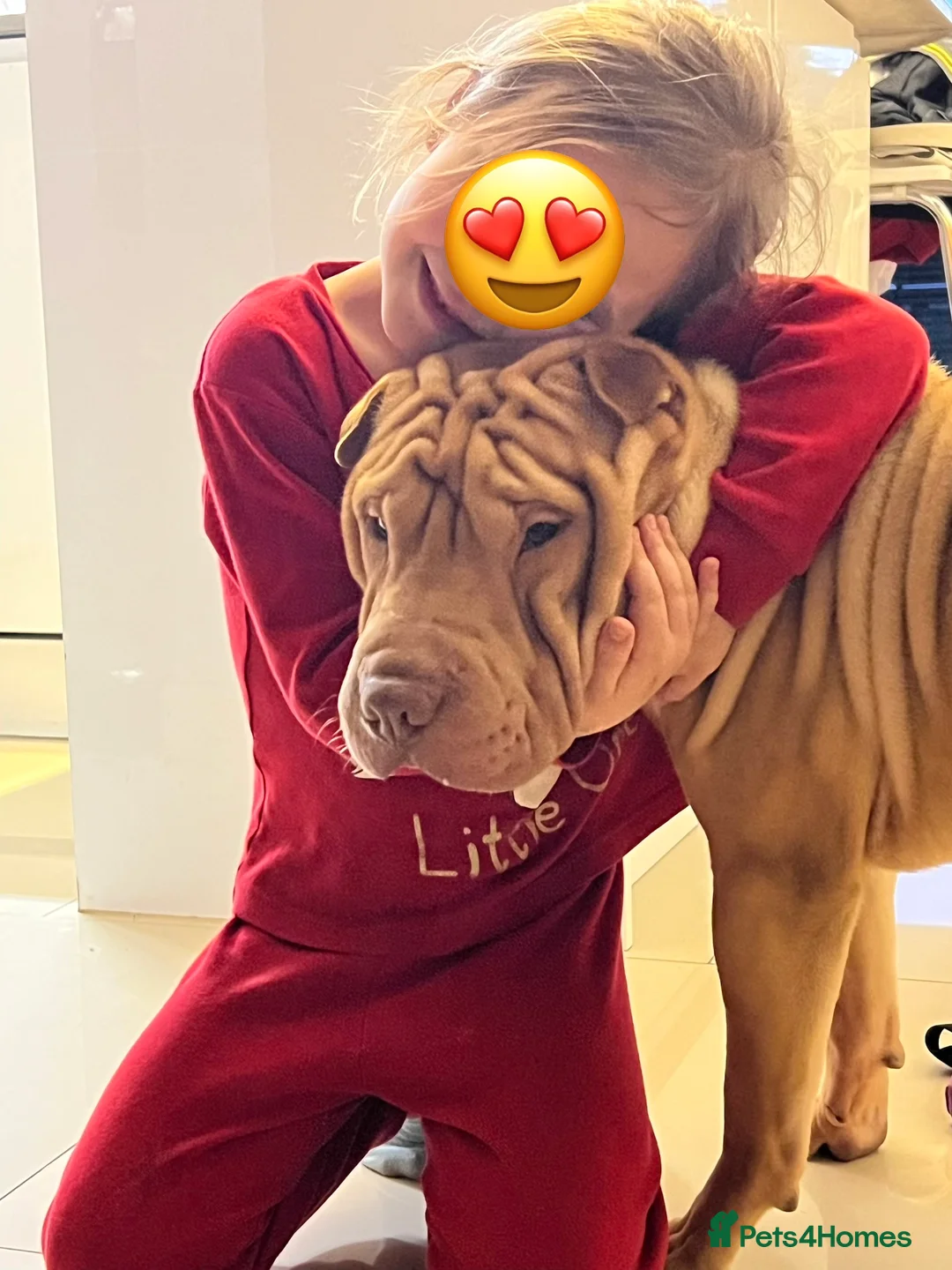 Shar Pei dogs for stud: Gorgeous Pure Shar pei ready for stud!  in Feltham - Advert 10