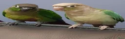 Conures birds for sale: For Adoption - Greencheek Conures in Aylesbury - Advert 1