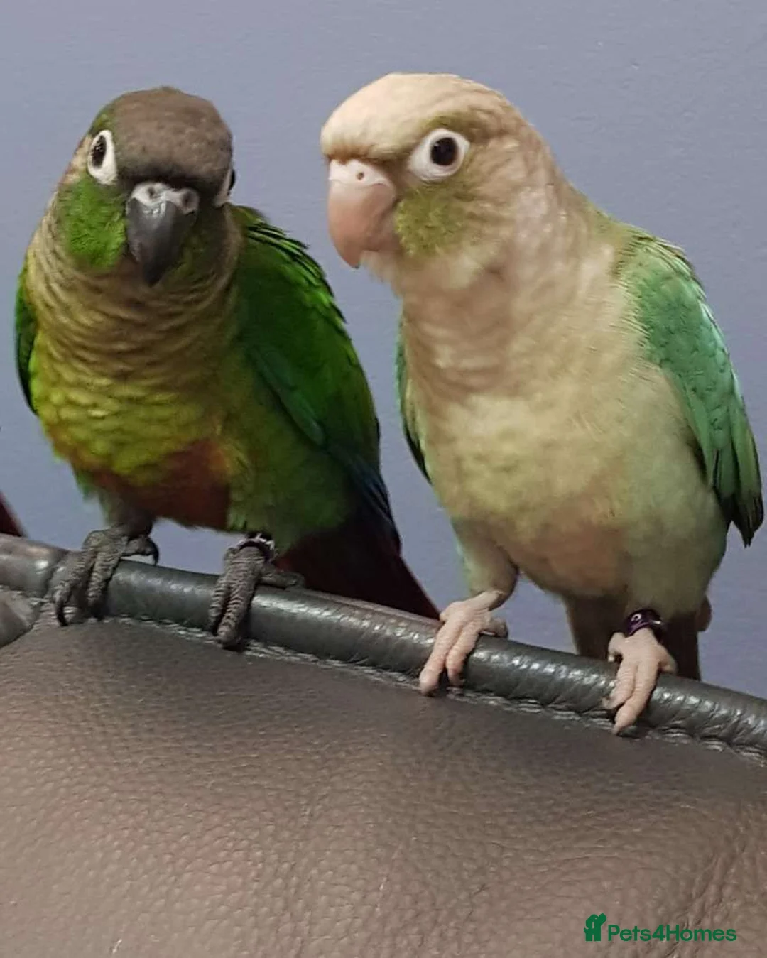 Conures birds for sale: For Adoption - Greencheek Conures in Aylesbury - Advert 1