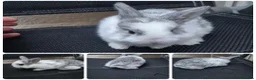 Mixed Breed rabbits for sale: 5 bunny's left  in Scarborough - Advert 4