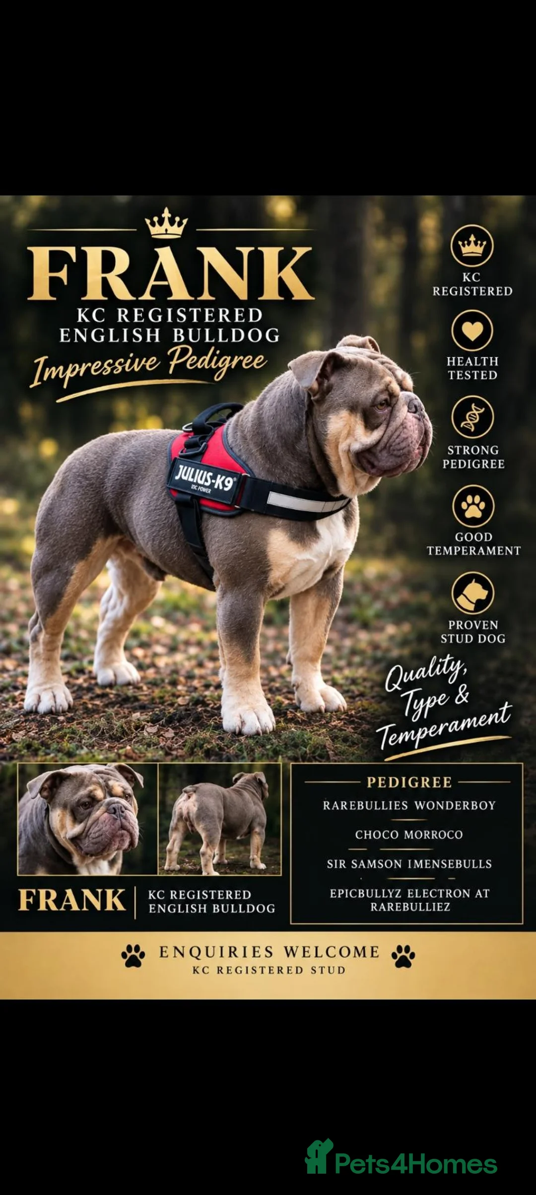 English Bulldog dogs for sale: English bulldog puppies kc for sale  - Advert 2