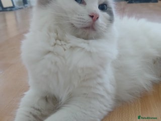 Ragdoll cats Blue bicolour Ragdoll - Advert 3