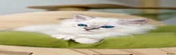Ragdoll cats for sale: Ready To Leave Blue Lynx Ragdoll 💙Deep Blue Eyes - Advert 21