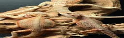 Bearded Dragon reptiles for sale: Baby bearded dragons hypos mixed  - Advert 5