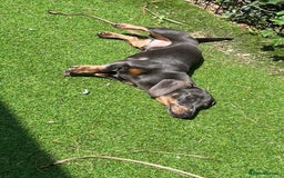 Dachshund dogs for sale: Dachshund puppies  - Image 5