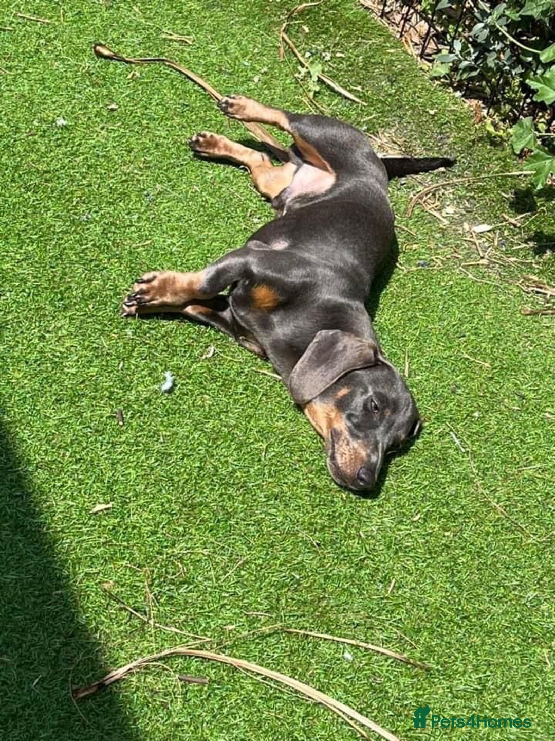 Dachshund dogs for sale: Dachshund puppies  - Image 5