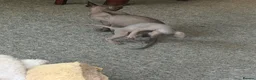 Sphynx cats for sale: Adorable sphynx girl  - Advert 10