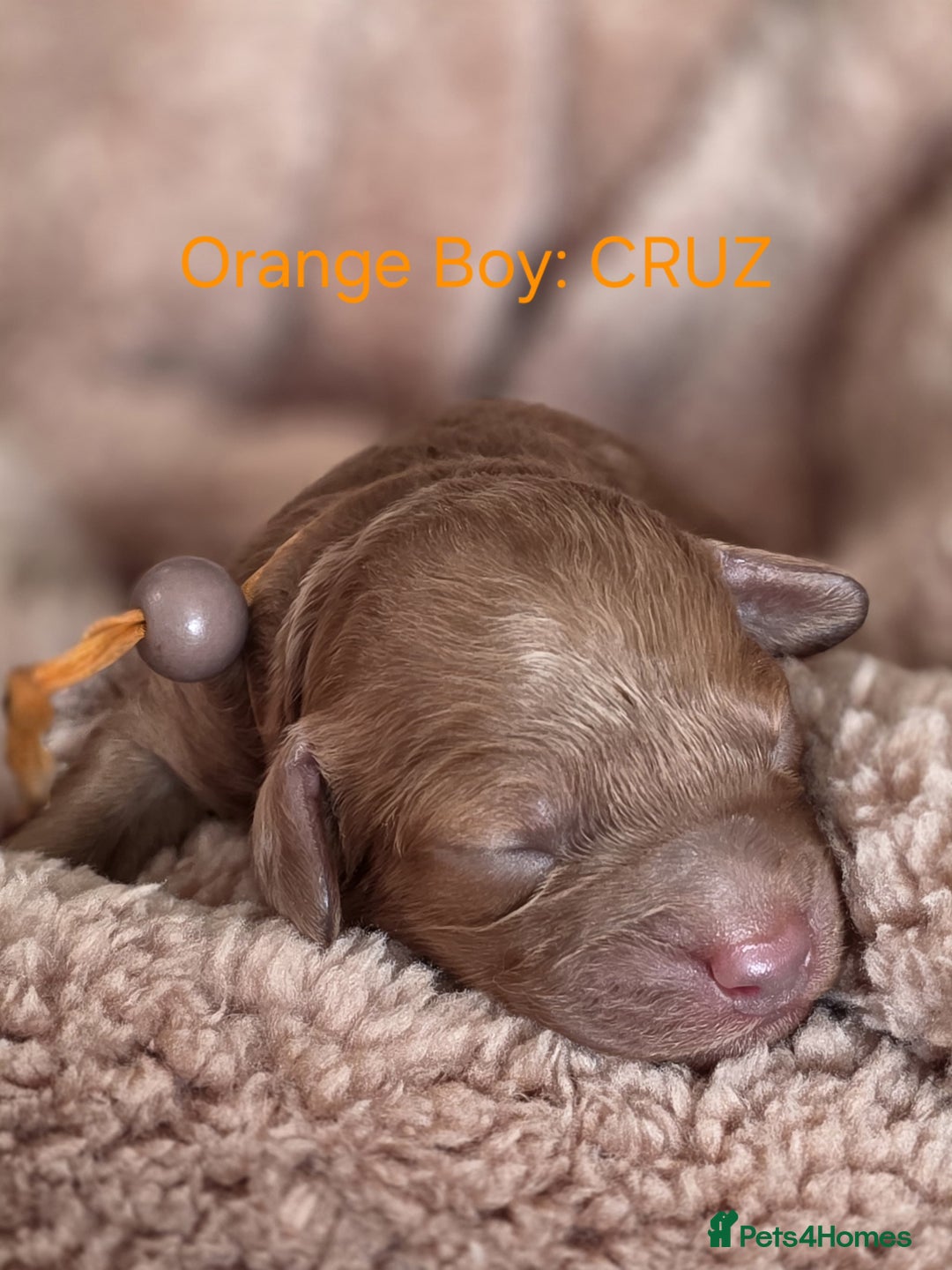 Cavapoo dogs for sale: Cavapoo's - Advert 7