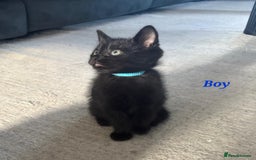 Domestic Shorthair cats for sale: 7 beautiful kittens!!!🐈‍⬛🐈‍⬛🐈‍⬛ - Image 21