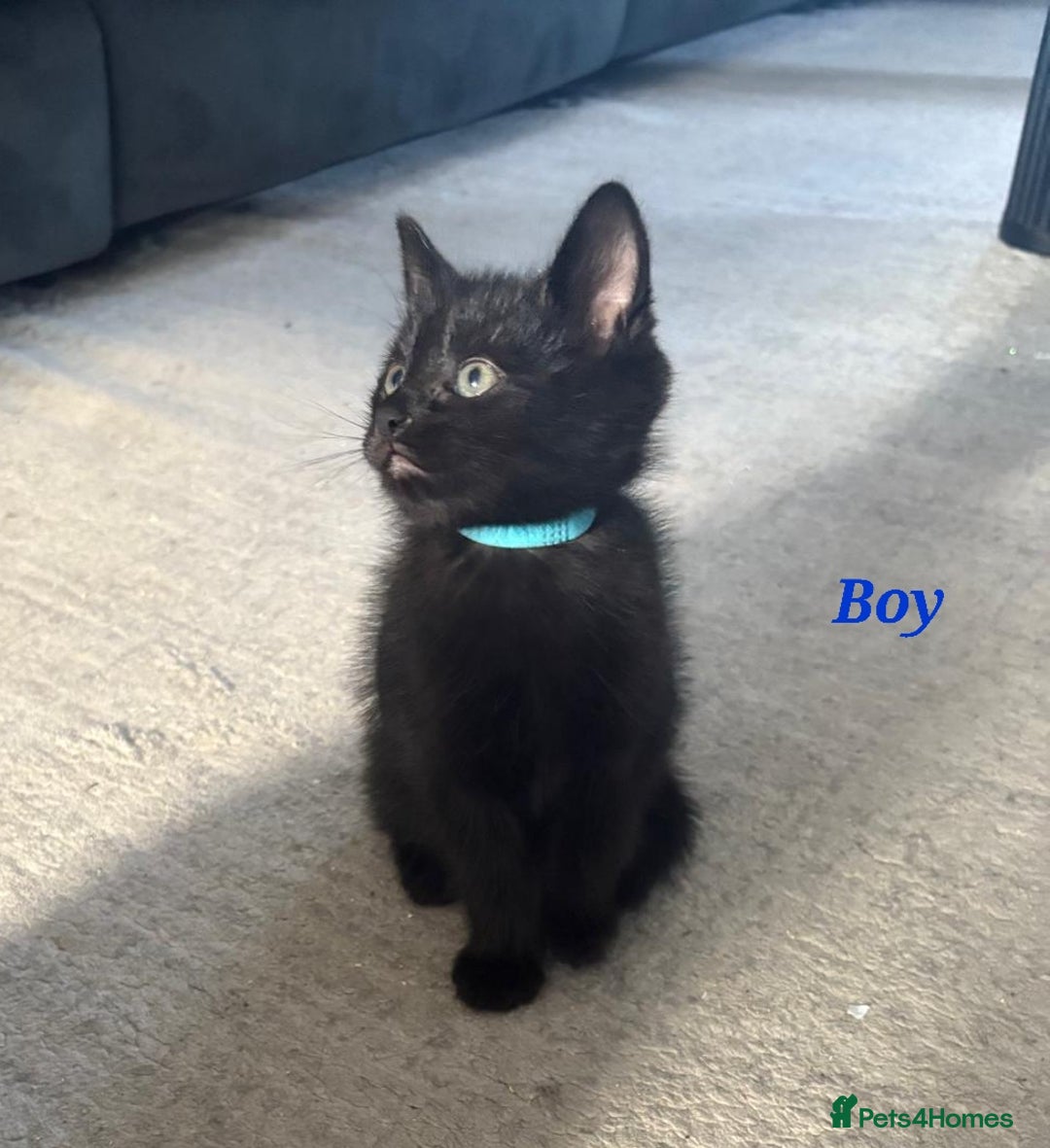 Domestic Shorthair cats for sale: 7 beautiful kittens!!!🐈‍⬛🐈‍⬛🐈‍⬛ - Image 21