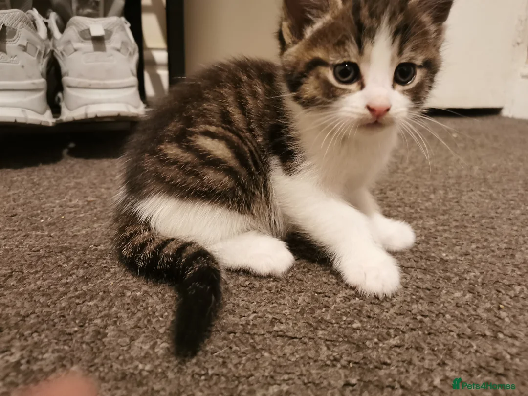 Mixed Breed cats for sale: For sale - Advert 19