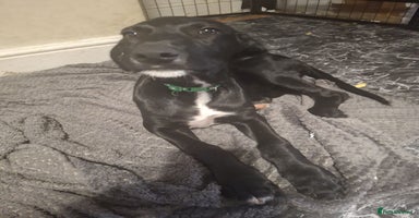 Mixed Breed dogs in Grimsby - Advert 7