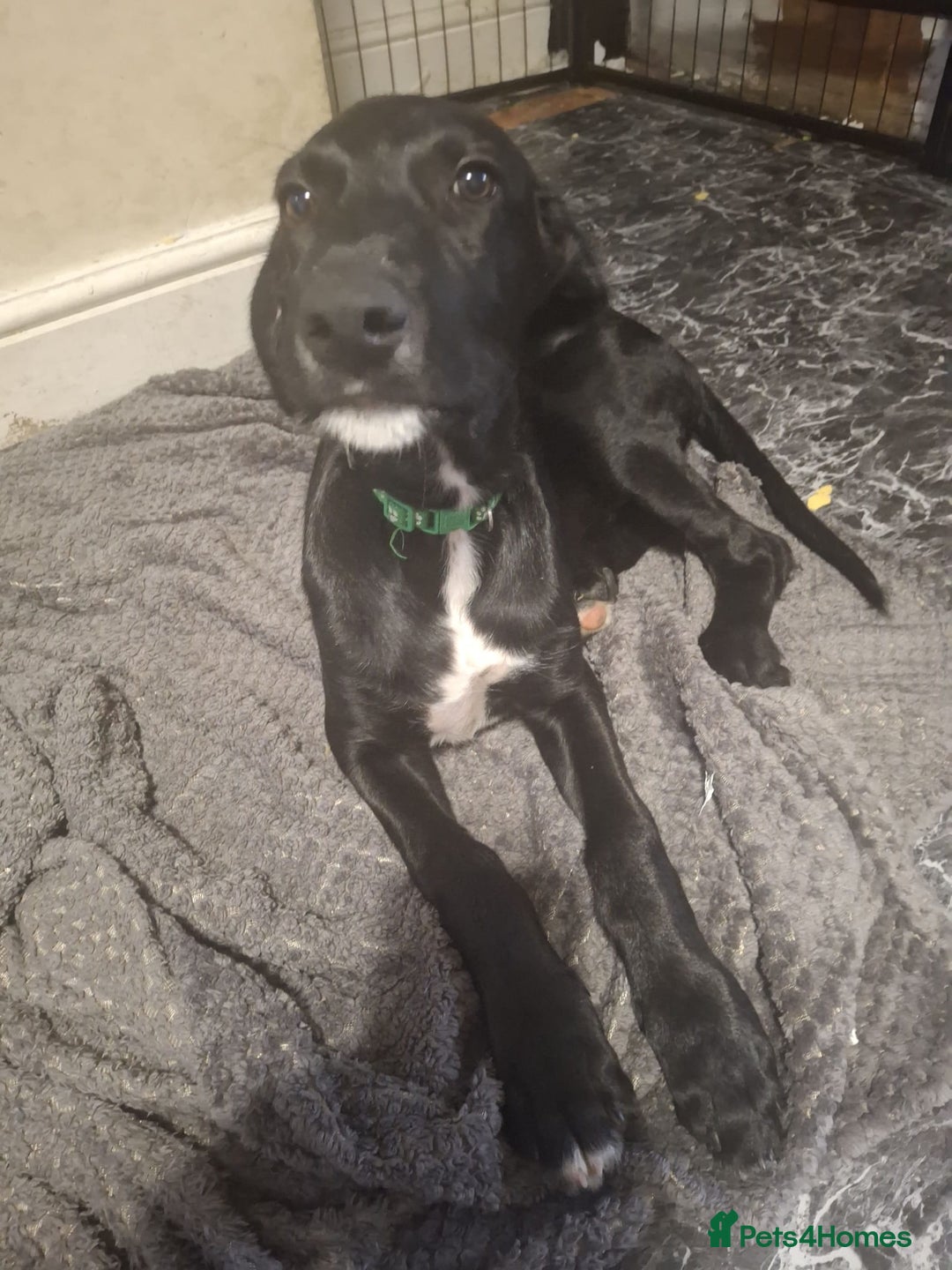 Mixed Breed dogs for sale: Puppies ready for their forever homes   in Grimsby - Image 2