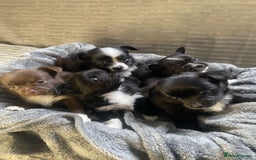 Mixed Breed dogs for sale: Beautiful chi-jack puppies🐕ready to leave🐕 - Image 1
