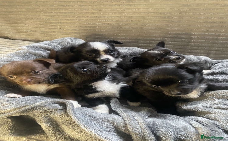 Mixed Breed dogs - Advert 3