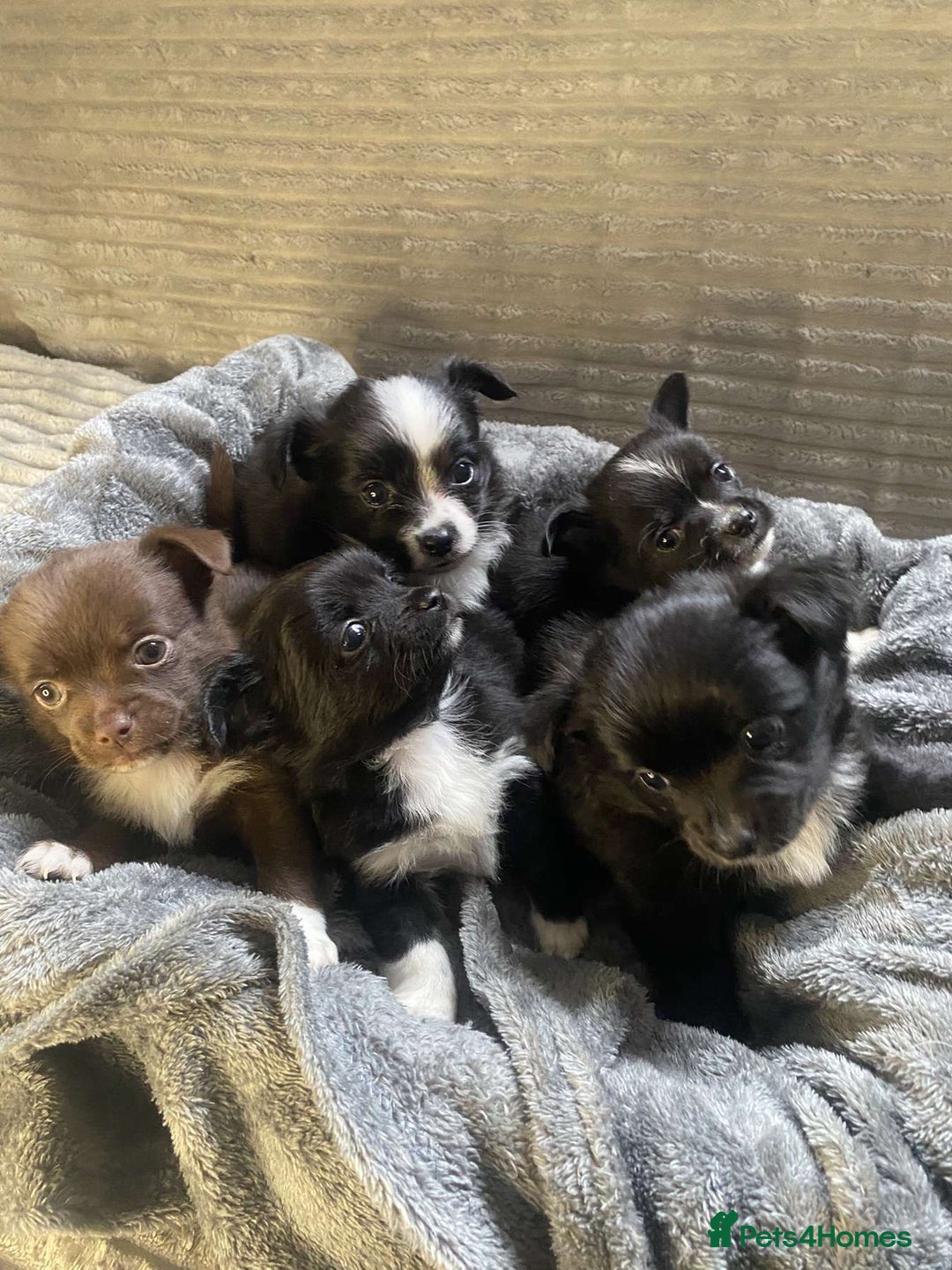 Mixed Breed dogs for sale: Beautiful chi-jack puppies🐕ready to leave🐕 - Image 1