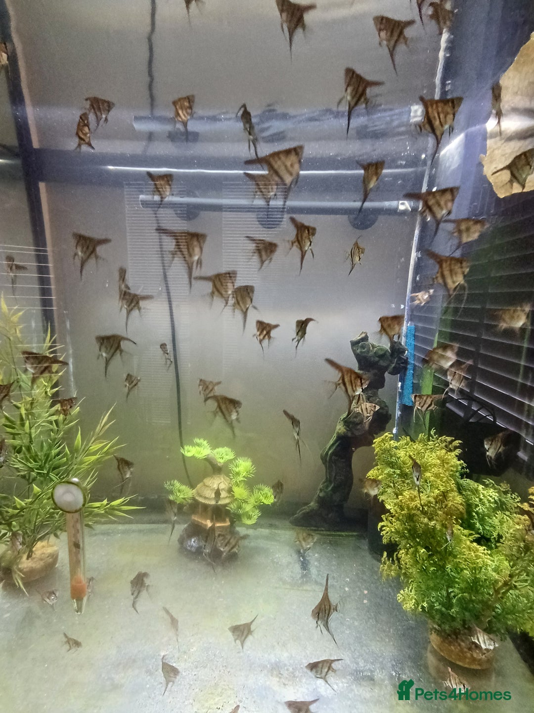 Angelfish fish for sale: Angel fish for sale  - Advert 2