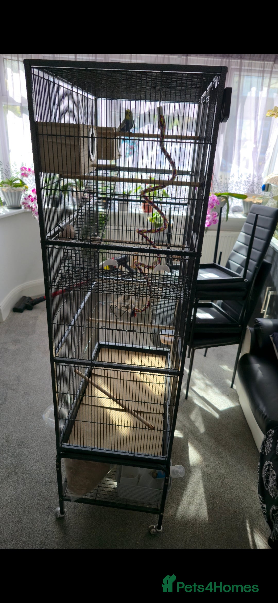 Budgerigars birds for sale: Budgies and cage all together - Image 2