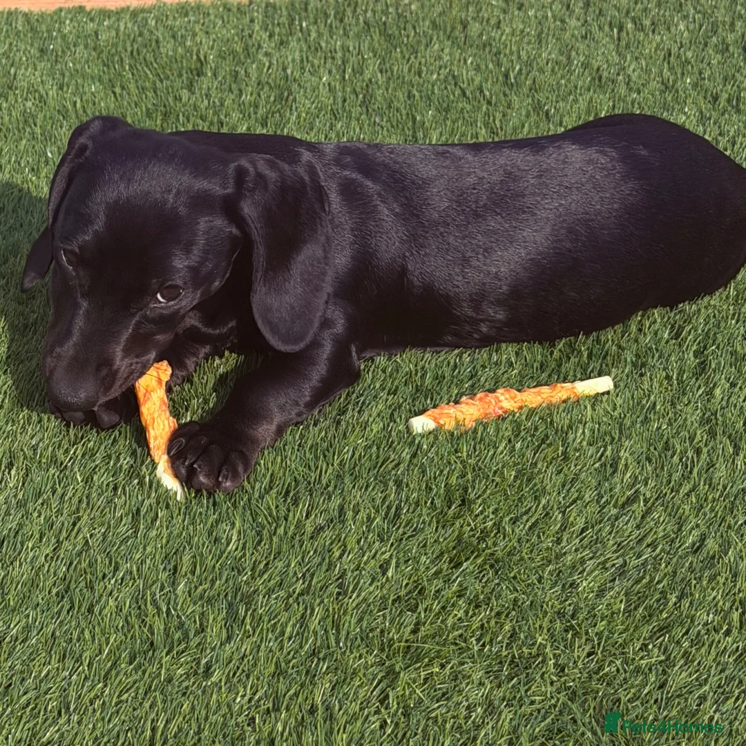 Miniature Dachshund dogs for sale: Miniature Dachshunds - Advert 2