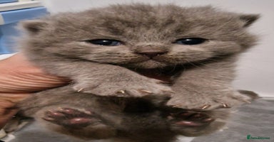 British Shorthair cats - Advert 13