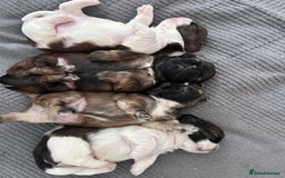 Shih Tzu dogs for sale: ShihTzu  - Image 1