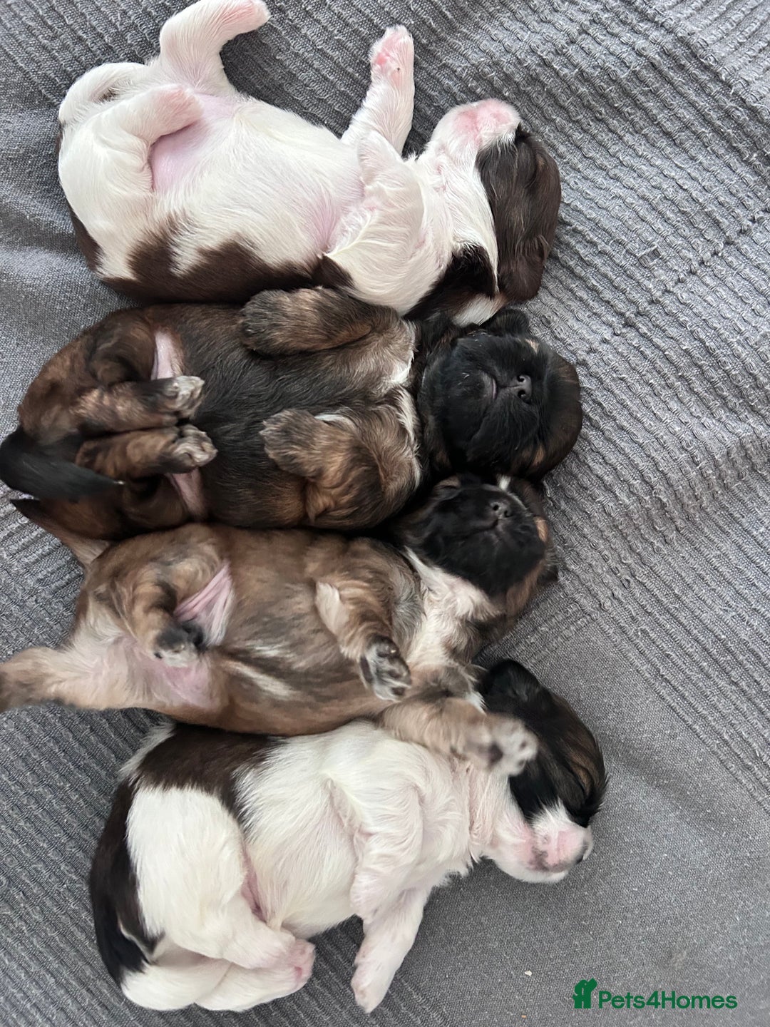 Shih Tzu dogs for sale: ShihTzu  - Image 1
