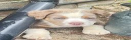 Olde English Bulldogge dogs for sale: Olde English fluffy Bulldogge puppies  - Advert 7