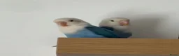 Lovebirds birds for sale: Beautiful Opaline Lovebirds  - Advert 4