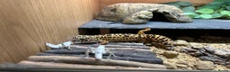 Leopard Gecko reptiles for sale: 3 year old leopard gecko complete setup.  - Advert 6