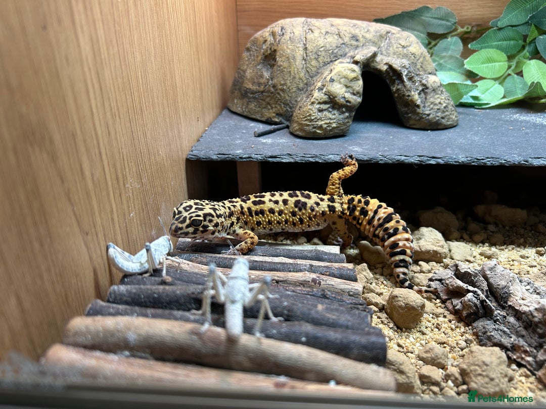 Leopard Gecko reptiles for sale: 3 year old leopard gecko complete setup.  - Advert 6