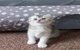Scottish Fold cats for sale: Lovely kittens looking for new family  - Image 2
