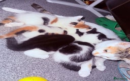 Domestic Shorthair cats for sale: 1 male and 2 female cats for sale - Image 1
