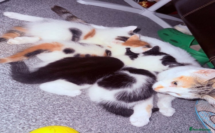 Domestic Shorthair cats - Advert 1