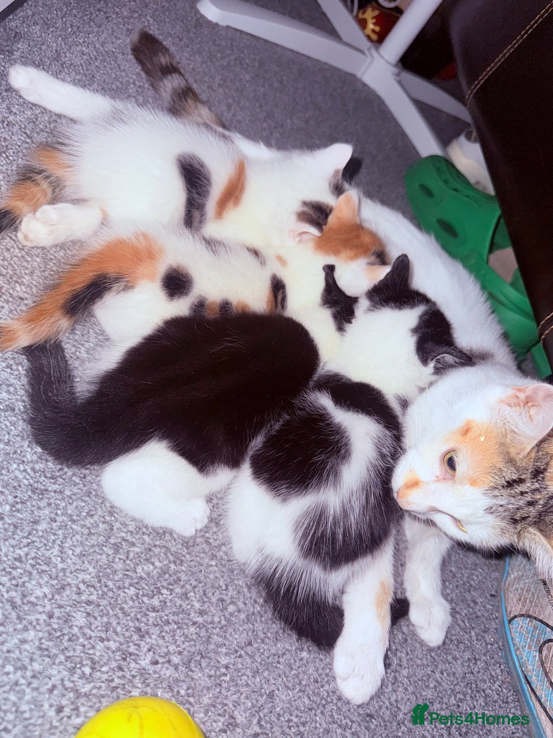 Domestic Shorthair cats for sale: 1 male and 2 female cats for sale - Image 1