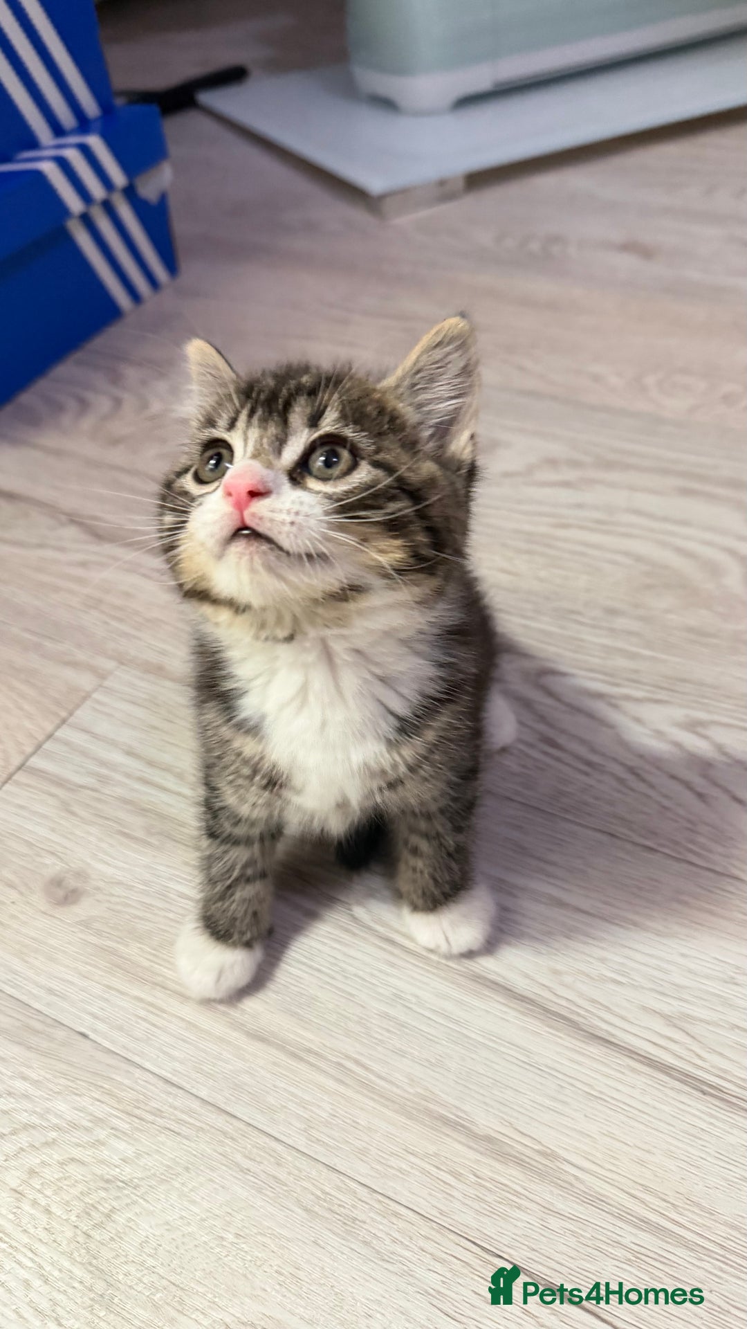 Mixed Breed cats for sale: Beautiful half Scottish folds  - Advert 1