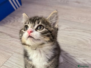 Mixed Breed cats Beautiful half Scottish folds - Advert 2
