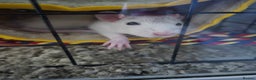 Rat rodents for sale: 2 female rats for rehoming - Advert 6
