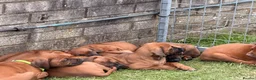 Rhodesian Ridgeback dogs for sale: Rhodesian Ridgeback Puppies European Pedigree - Advert 3