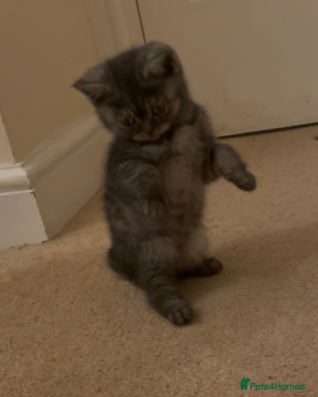 British Shorthair cats for sale: Rare Black Smoke female kitten - Advert 4