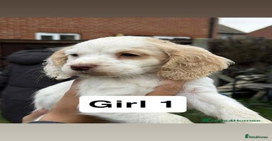 Cocker Spaniel dogs - Advert 7