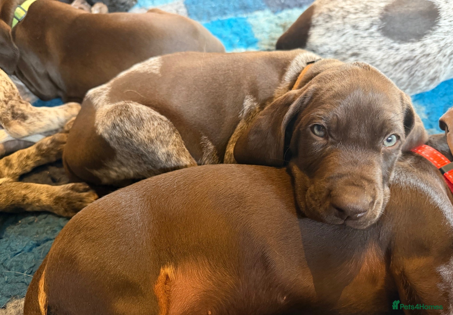 German Shorthaired Pointer dogs Liver Ticked & Spotted Boy - Advert 2
