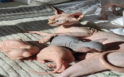 Sphynx cats for sale: Beautiful sphinx kittens  - Image 2