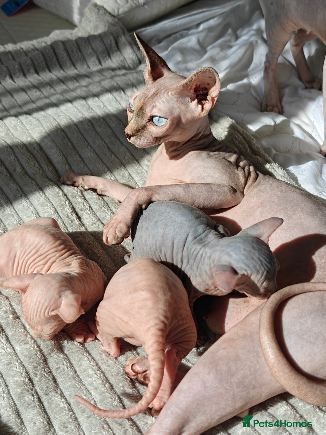 Sphynx cats for sale: Beautiful sphinx kittens  - Image 2