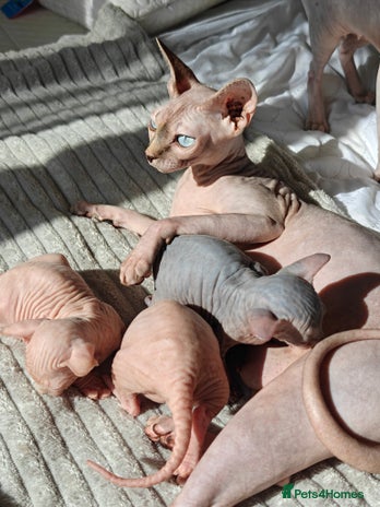 Sphynx cats - Advert 15
