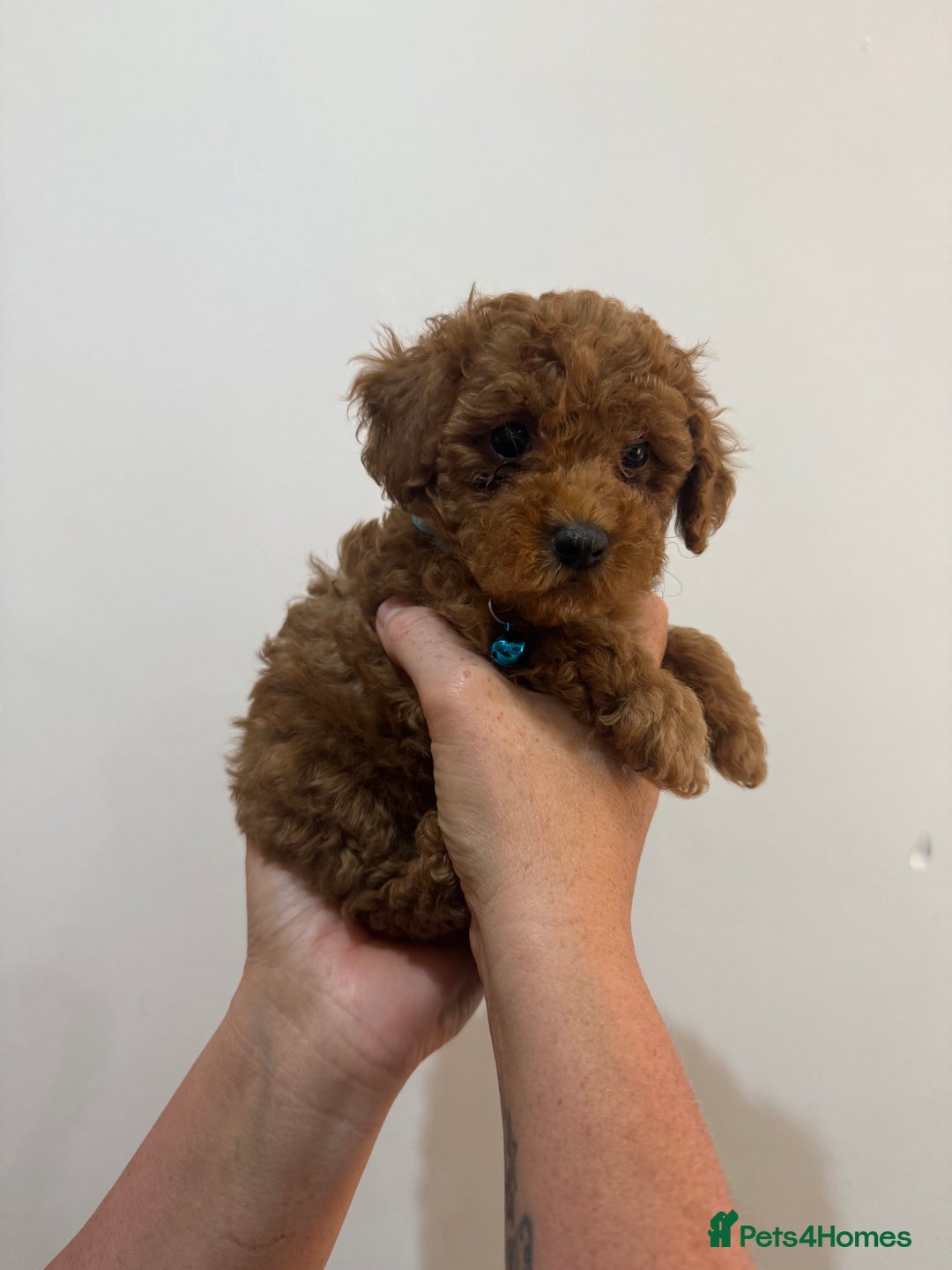 Miniature Poodle dogs for sale: Mini poodle puppies ready to leave Friday  in Swansea - Image 11