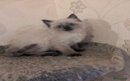 Ragdoll cats for sale: Ragdoll cross male kitten  - Image 4