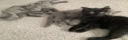 Russian Blue cats for sale: Russian blue Scottish fold mix stunning breed  - Advert 25