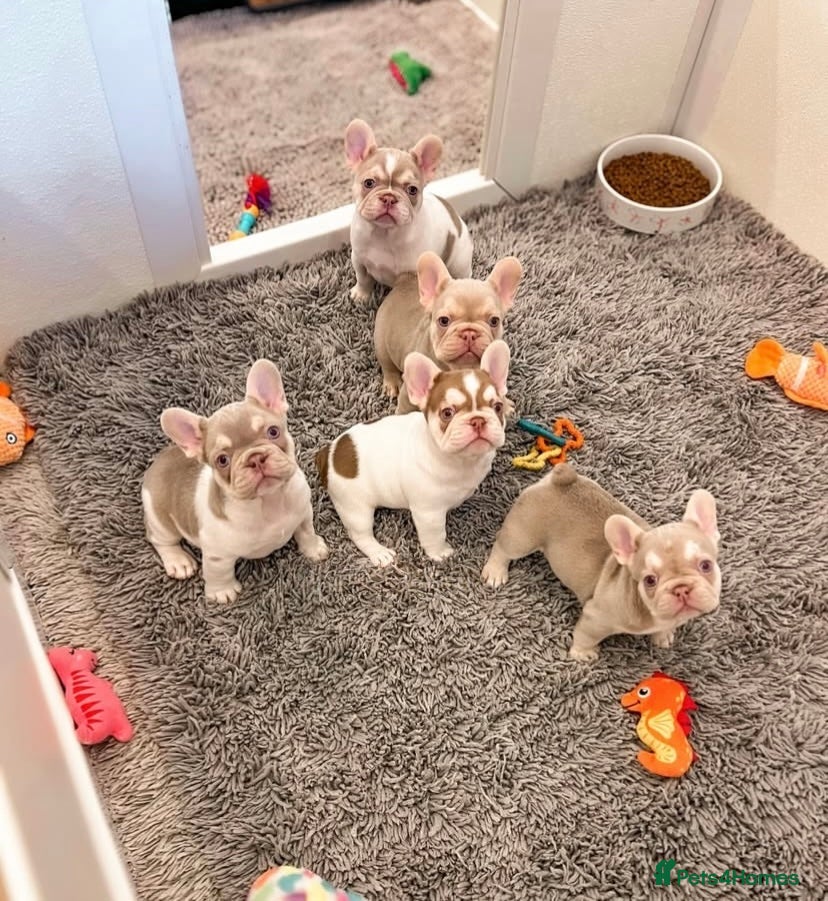French Bulldog dogs 🐾 KC Registered French Bulldogs 🐶✨ - Advert 1