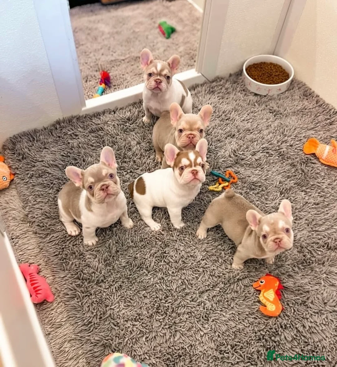 French Bulldog dogs for sale: 🐾 KC Registered French Bulldogs 🐶✨ - Advert 1