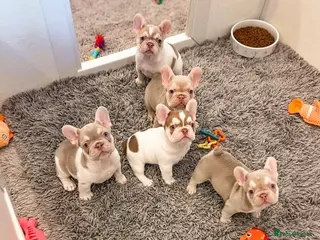 French Bulldog dogs 🐾 KC Registered French Bulldogs 🐶✨ - Advert 14